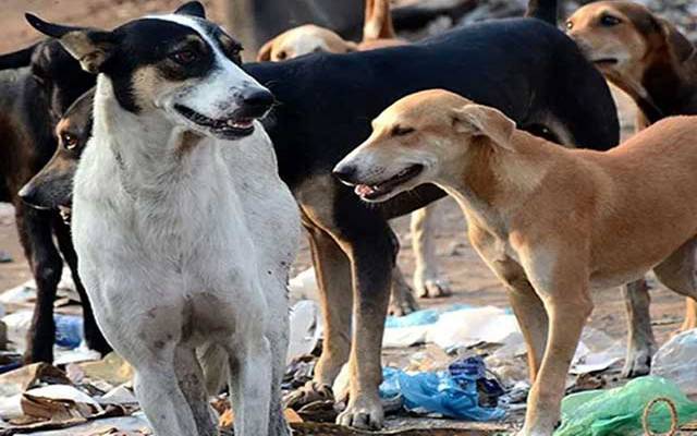 لاہورمیں آوارہ کتوں کا راج۔۔بچے کو کاٹ کر ماردیا