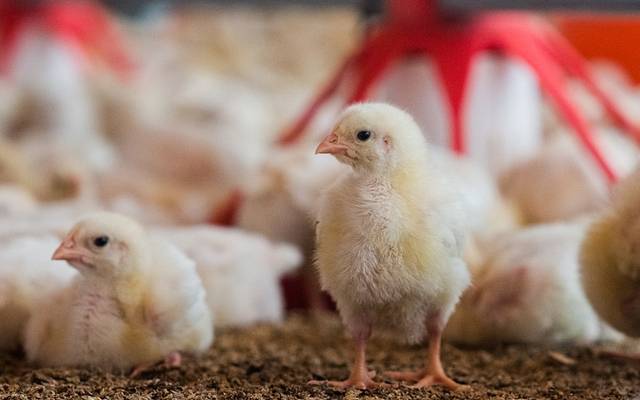 ملک میں مرغی کے گوشت کا بحران پیدا ہونے کا خطرہ