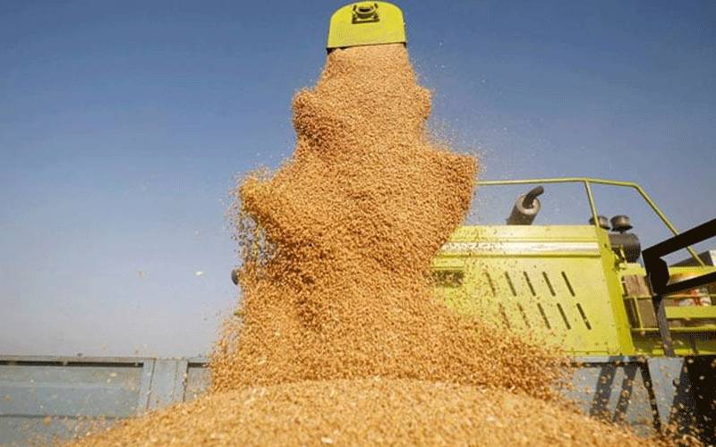  گزشتہ تین مالی سالوں میں کتنی گندم درآمد کی گئی؟ تفصیلات سامنے آ گئیں