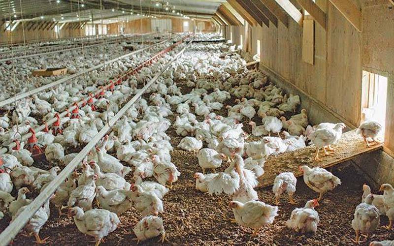 برائلر مرغی مزید مہنگی ، گوشت کی قیمت میں فی کلو 32روپے اضافہ