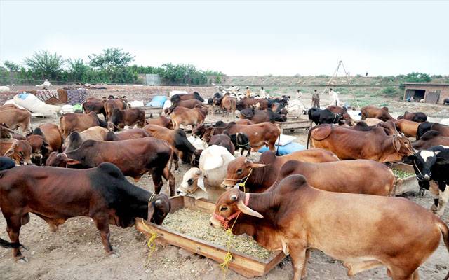 پنجاب میں مویشیوں کی خریداری کی معلومات کیلئے ہیلپ لائن قائم