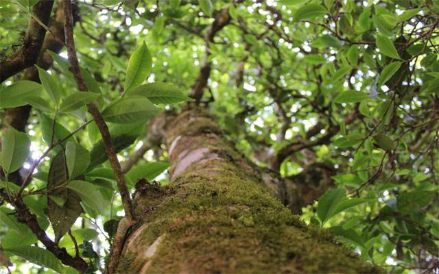  1000 سال پرانا انوکھا درخت سب کی توجہ کا مرکز بن گیا
