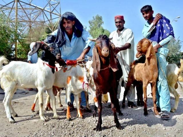 لاہور کی شاہراہوں، گلیوں میں قربانی کے جانور کی فروخت پر پابندی