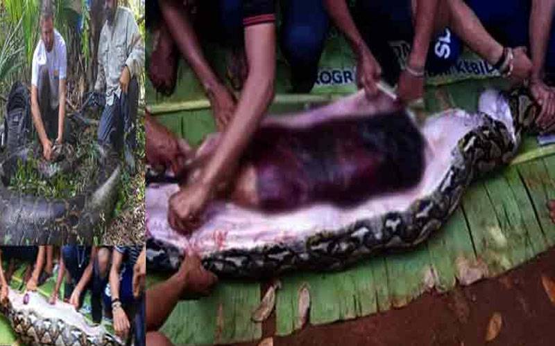 انڈونیشیا:اژدھے کا پیٹ کاٹ کر 3 دن سے لاپتہ خاتون کی لاش نکال لی گئی