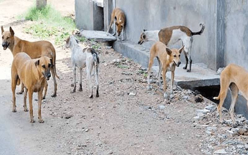جنوبی پنجاب میں آوارہ کتوں کی بھر مار ،انتظامیہ کی کتا مار مہم کاغذی کارروائی تک محدود
