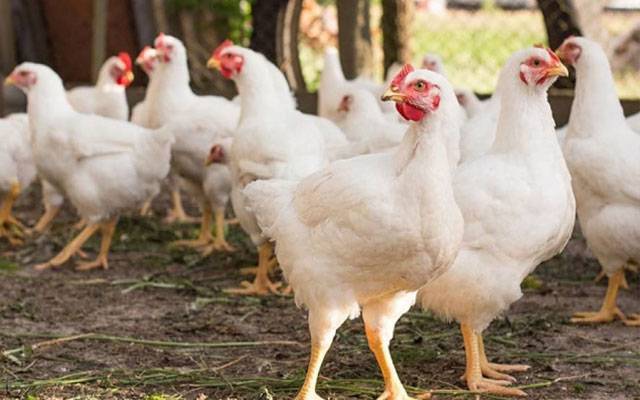 مرغی کےگوشت کی قیمت میں پھر اضافہ