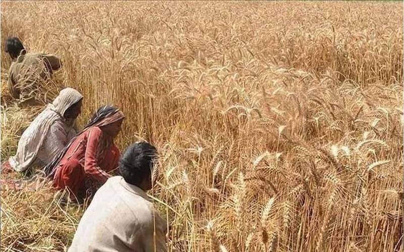 گندم کی فی من قیمت میں 800 روپے تک اضافہ 