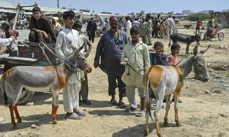 چین میں گدھے کے گوشت کی مانگ، پاکستان میں قیمتیں بڑھ گئیں 