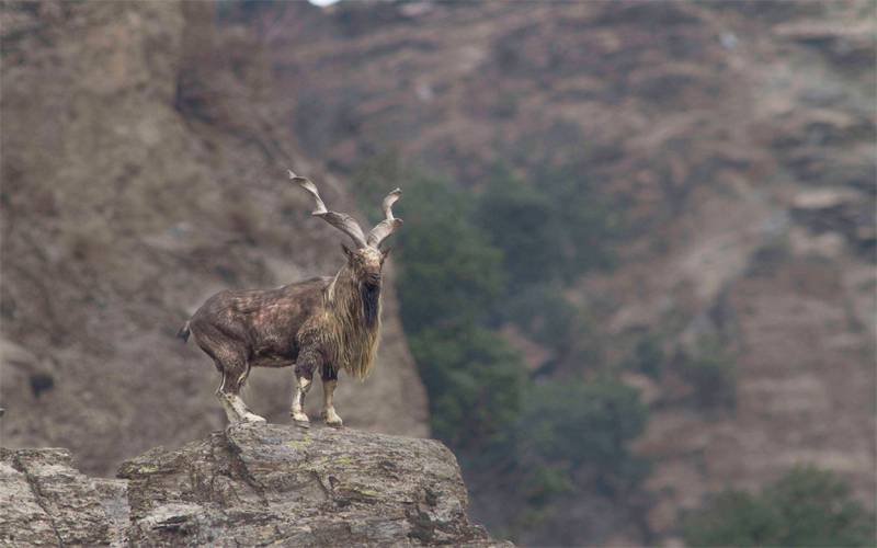 مارخور کے شکار کیلئے پاکستانی تاریخ کی سب سے بڑی بولی 