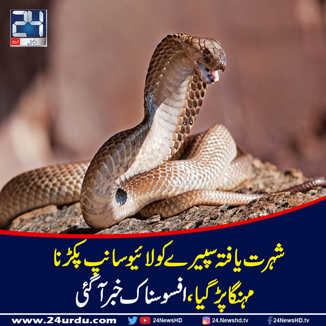 Voulant augmenter le nombre d’abonnés ; la passion de Speyre saoudien pour la capture de serpents vivants est devenue coûteuse